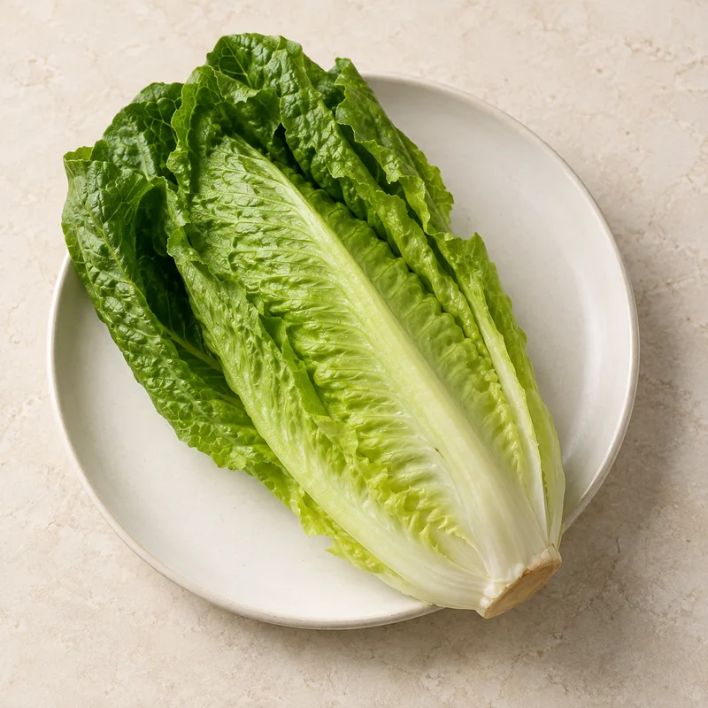 Illustration of lettuce cos or romaine raw