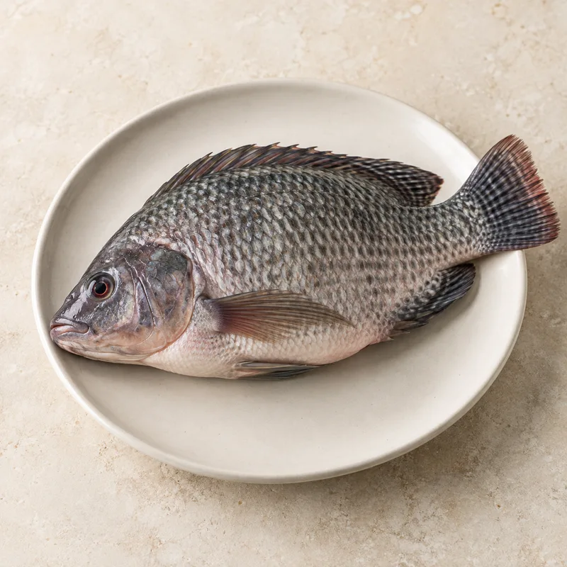 Illustration of fish tilapia raw